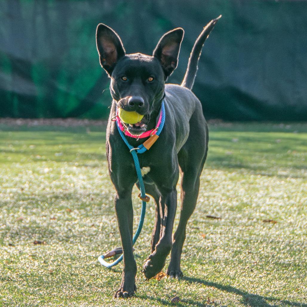 Enlarge Jade, a Adoptable Mixed Breed in Saint Charles, MO image 3/6