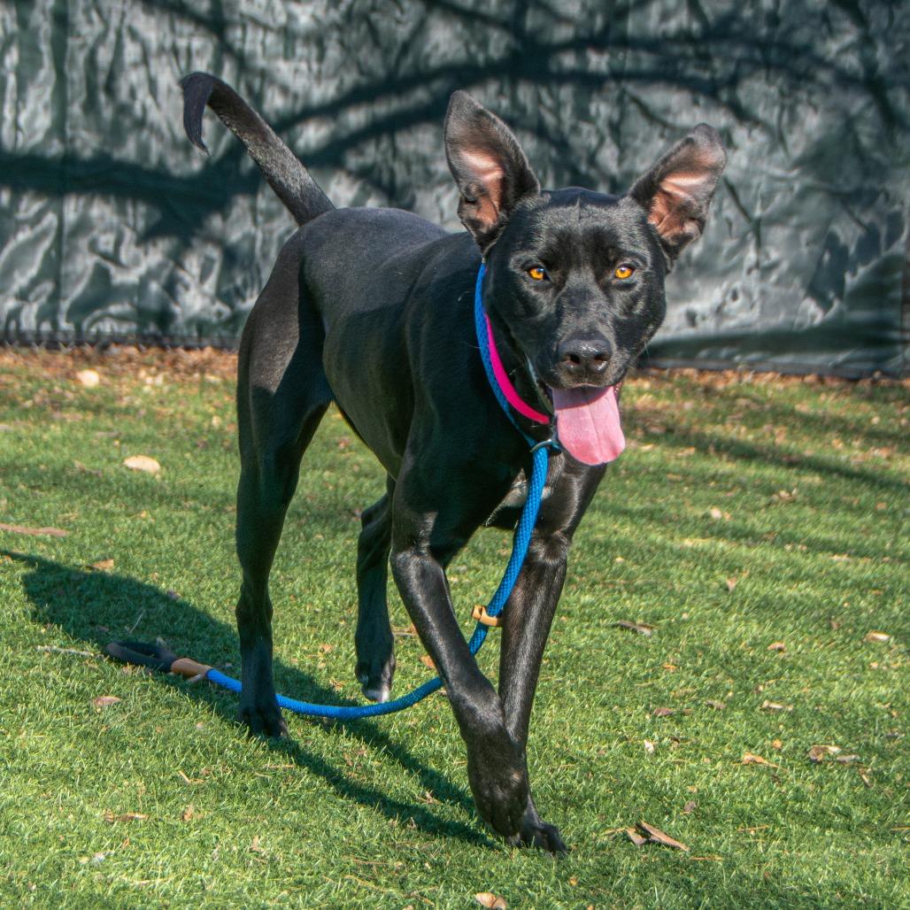 Enlarge Jade, a Adoptable Mixed Breed in Saint Charles, MO image 4/6