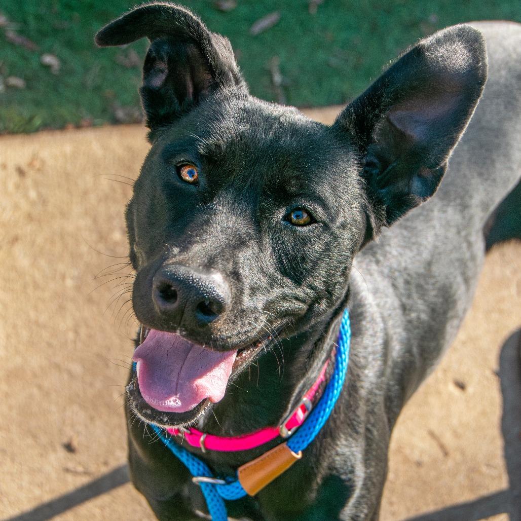 Enlarge Jade, a Adoptable Mixed Breed in Saint Charles, MO image 5/6