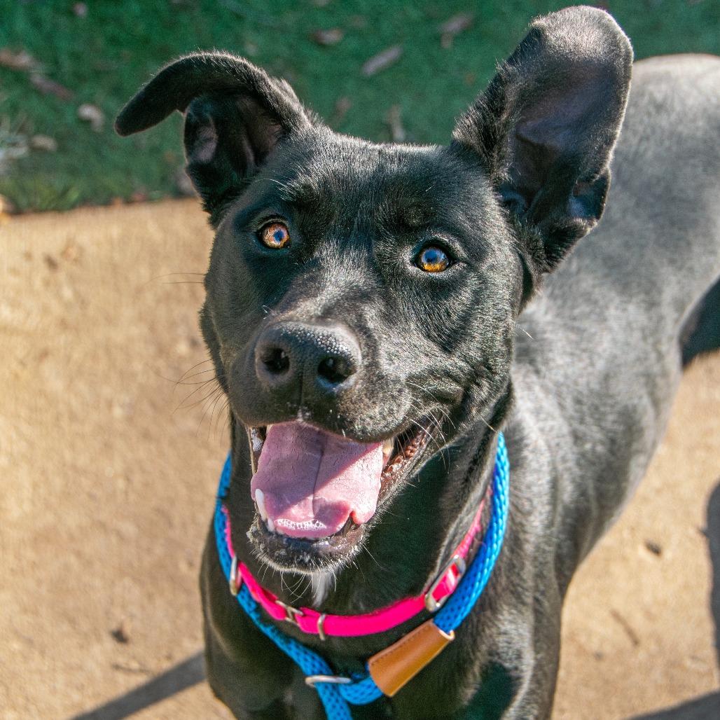 Enlarge Jade, a Adoptable Mixed Breed in Saint Charles, MO image 6/6