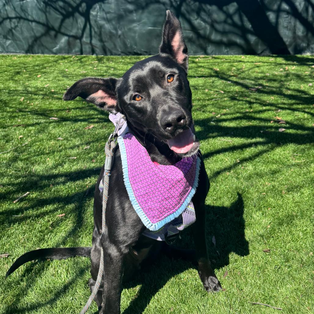 Enlarge Jade, a Adoptable Mixed Breed in Saint Charles, MO image 6/6