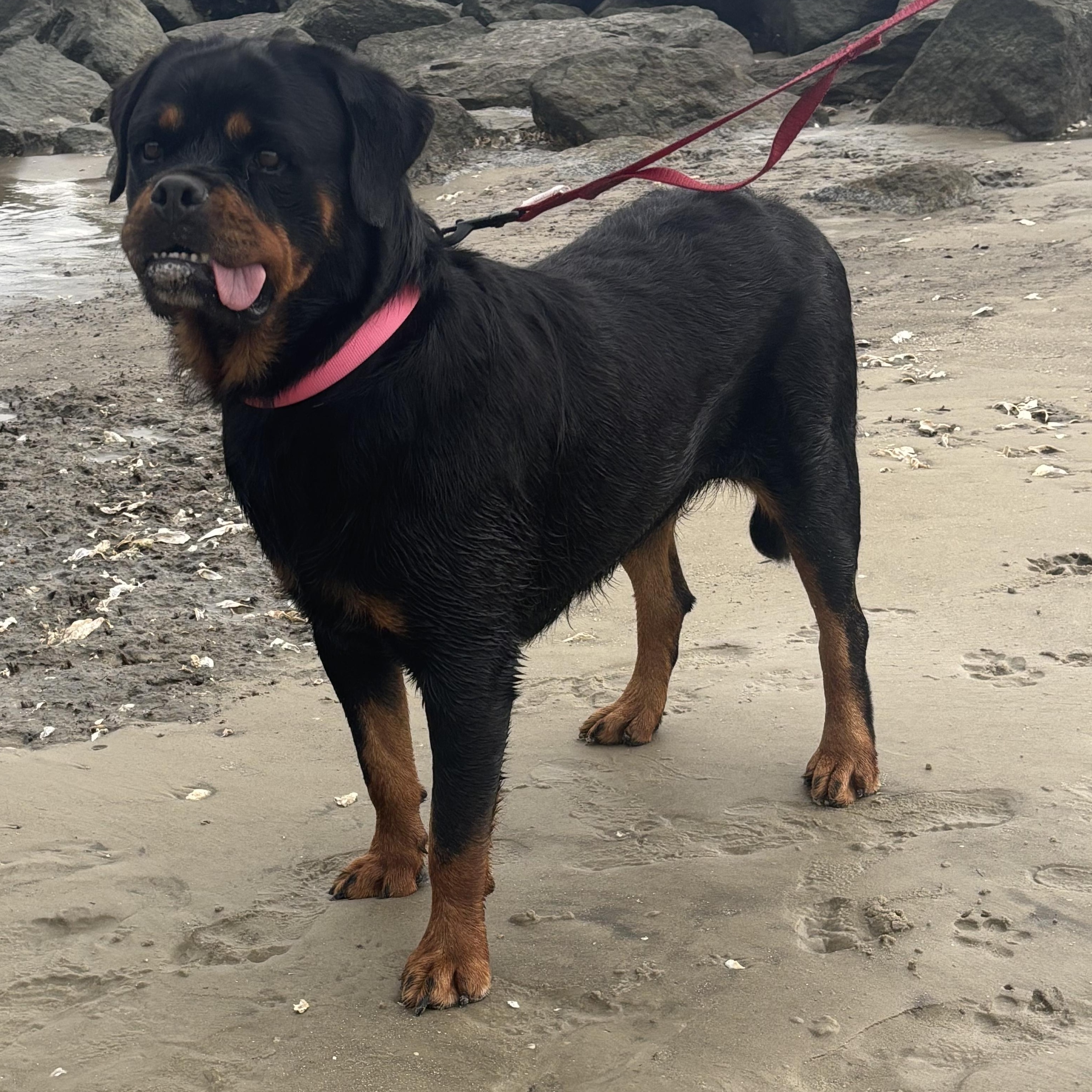 Bea- in Foster Home, a Adoptable Rottweiler in SYLVANIA, GA image 2/6