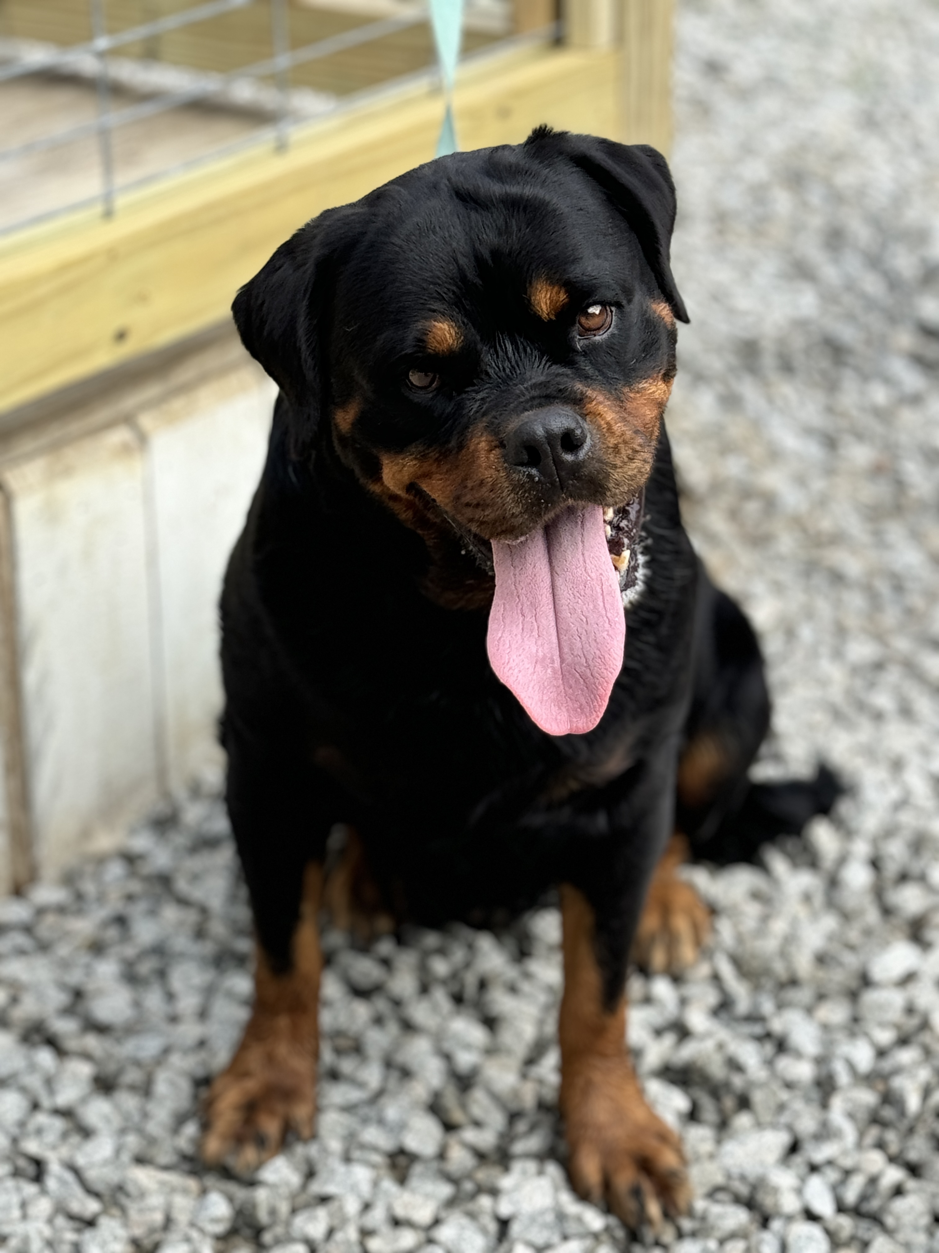 Bea- in Foster Home, Adoptable, Adult Female Rottweiler.