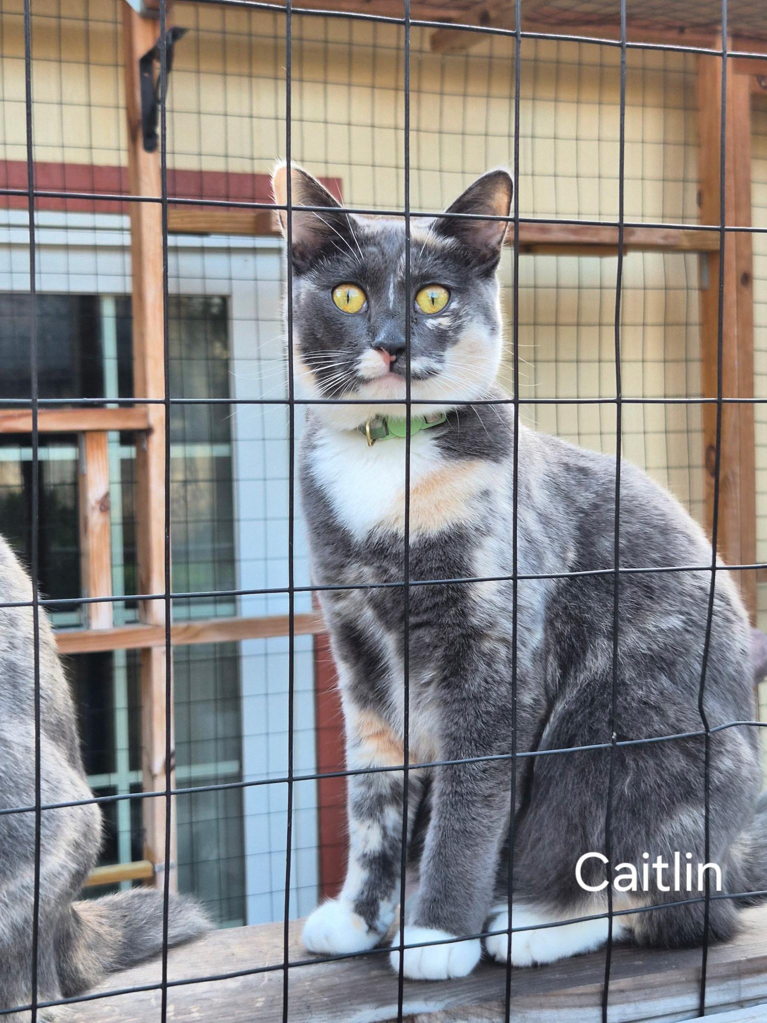 Enlarge Caitlin, a Adoptable mixed breed in Tulsa, OK image 4/4