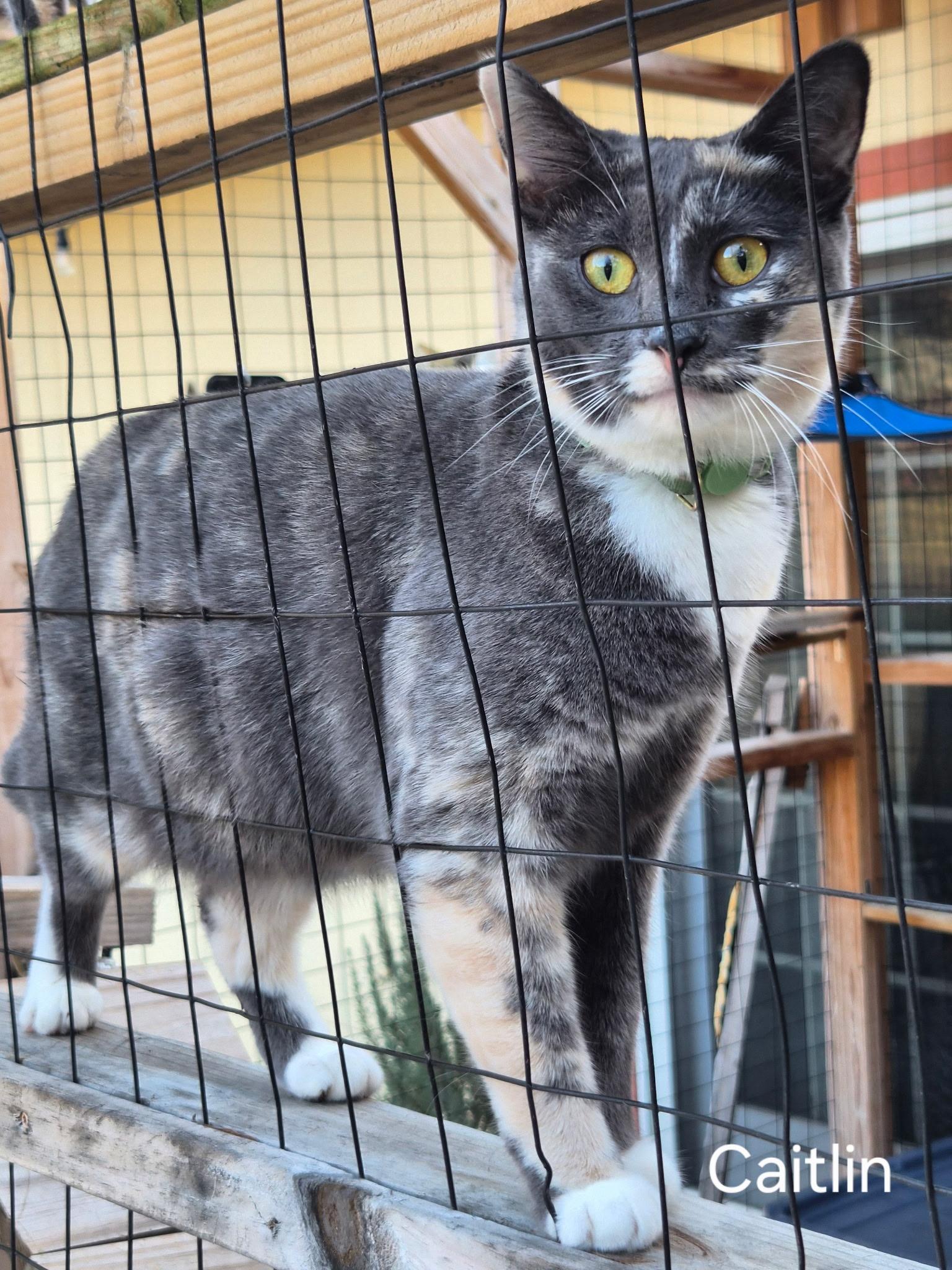 Enlarge Caitlin, a Adoptable mixed breed in Tulsa, OK image 3/4