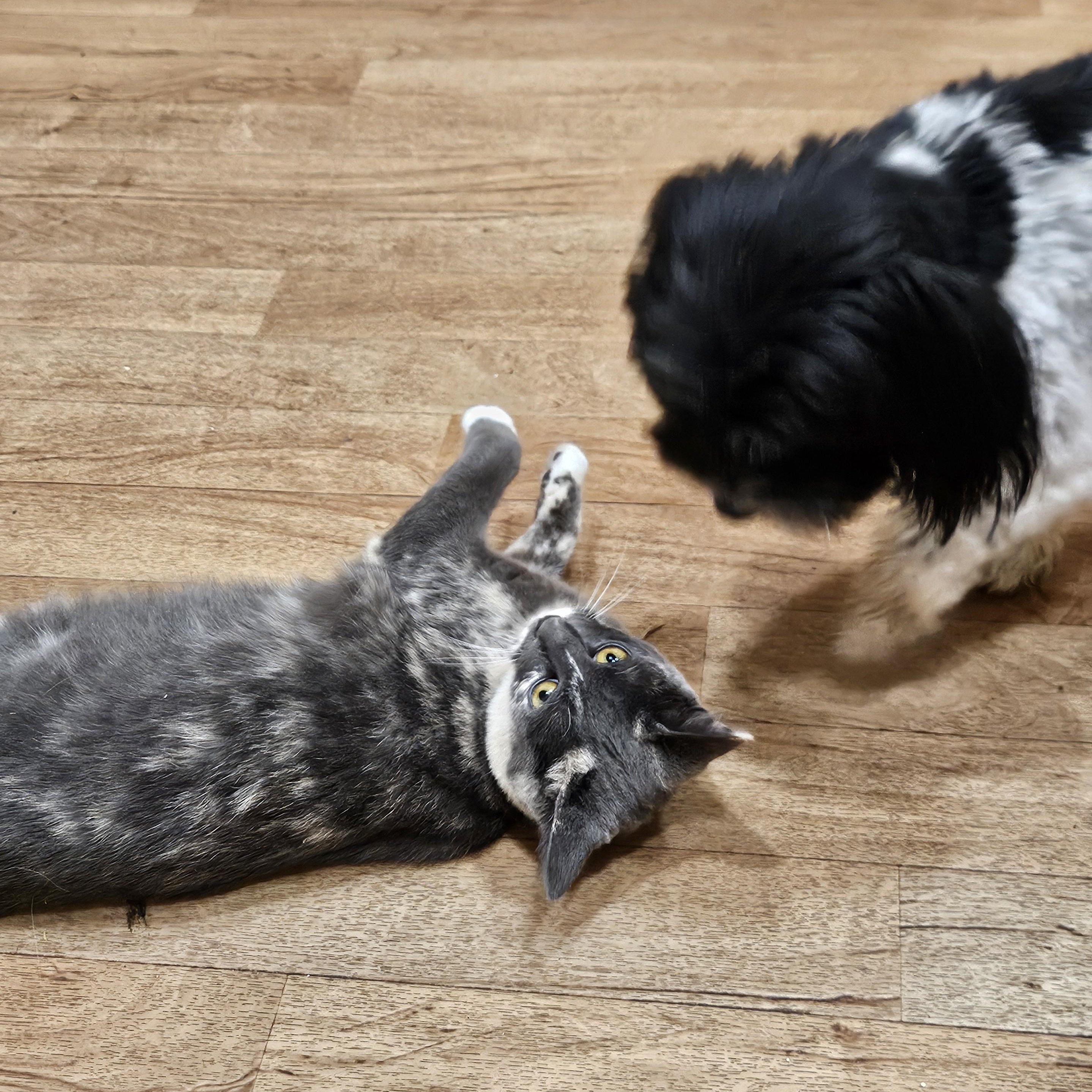 Caitlin, Adoptable, Kitten Female Dilute Calico & Domestic Short Hair.