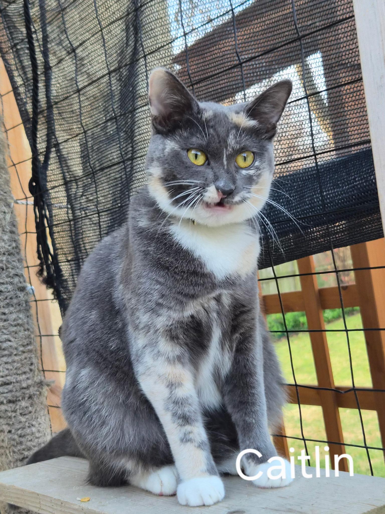 Enlarge Caitlin, a Adoptable mixed breed in Tulsa, OK image 1/4