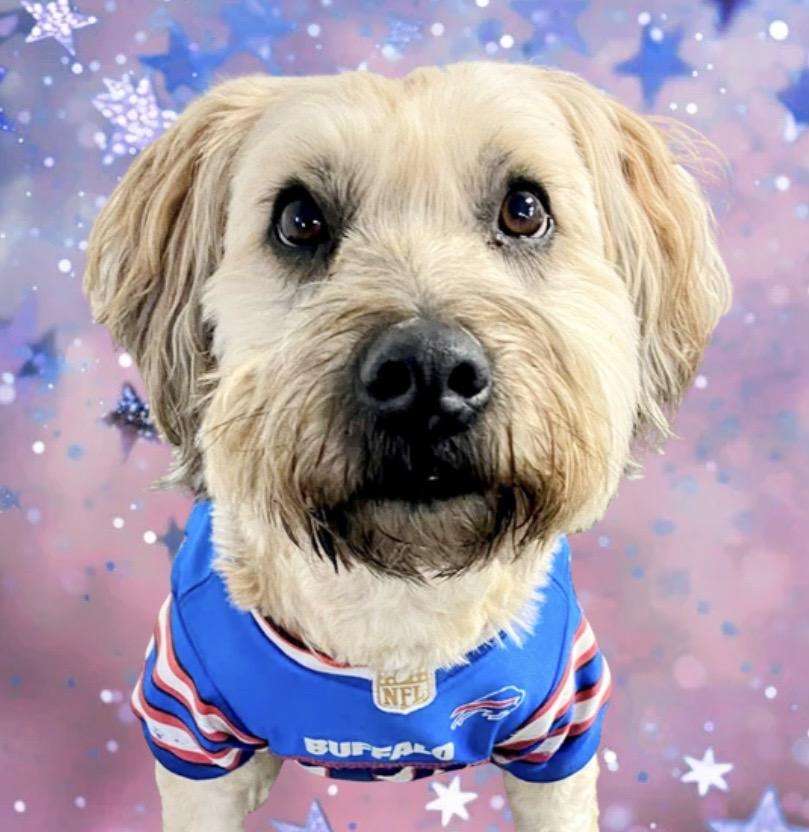 Maggie, an adoption pending mixed breed in Westfield, NY image 5/5