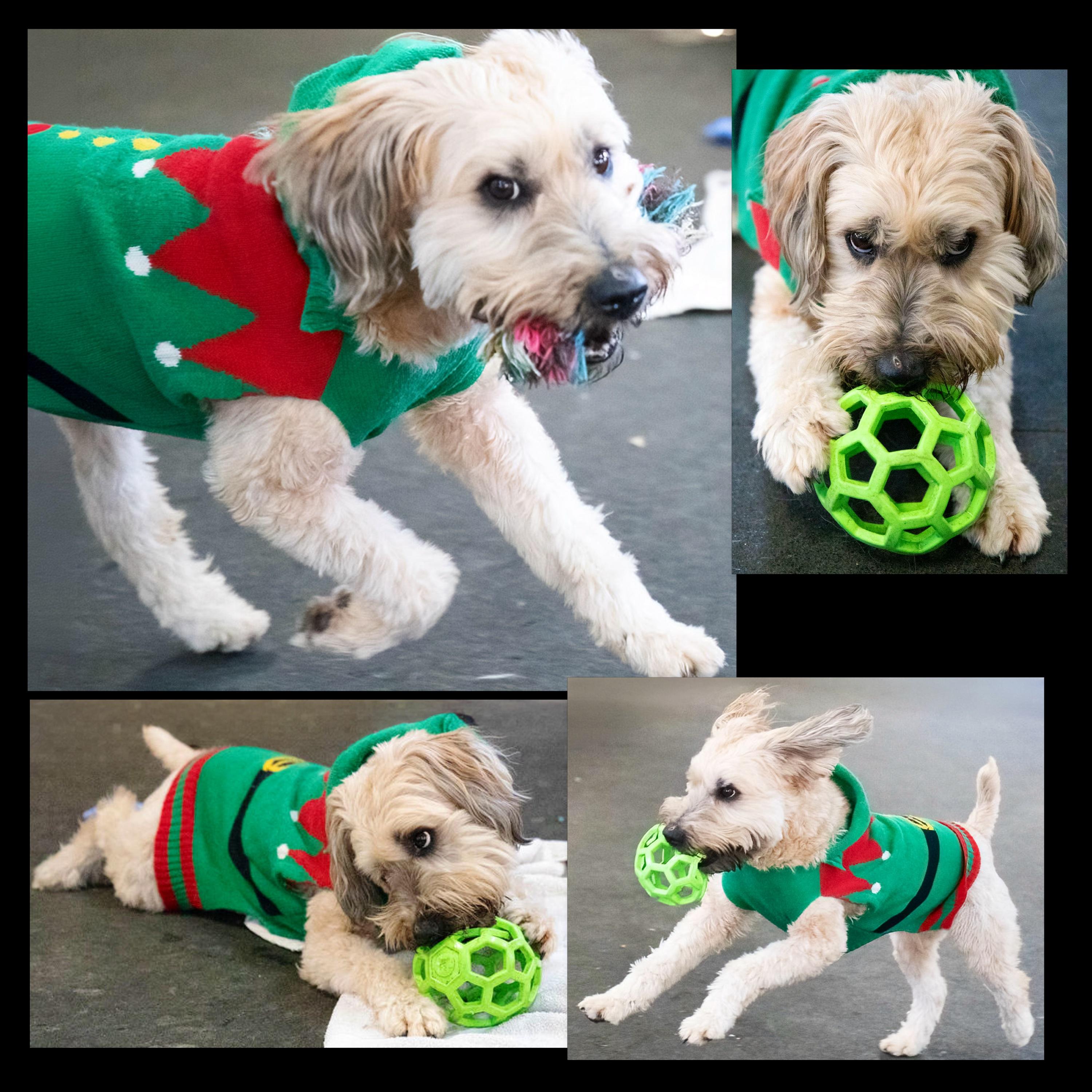 Maggie, an adoption pending mixed breed in Westfield, NY image 2/5