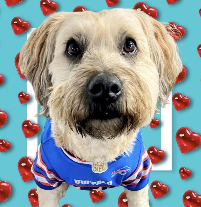 Maggie, ADOPTABLE, Adult Female Wheaten Terrier & Schnauzer.