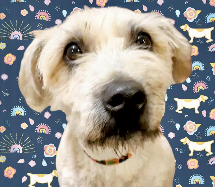 Maggie, ADOPTABLE, Adult Female Wheaten Terrier & Schnauzer.