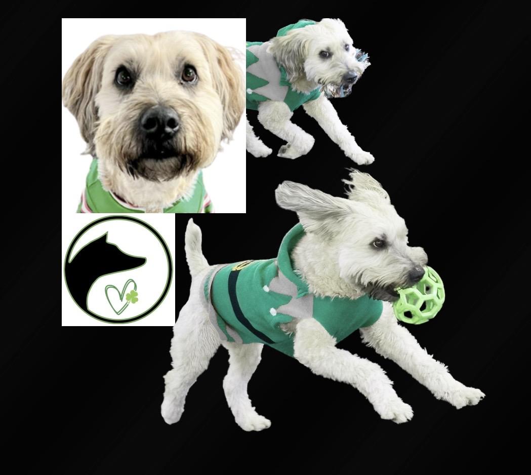 Maggie, an adoption pending mixed breed in Westfield, NY image 1/5