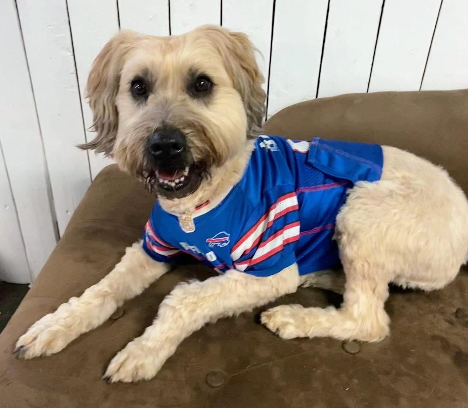 Maggie, an adoption pending mixed breed in Westfield, NY image 4/5