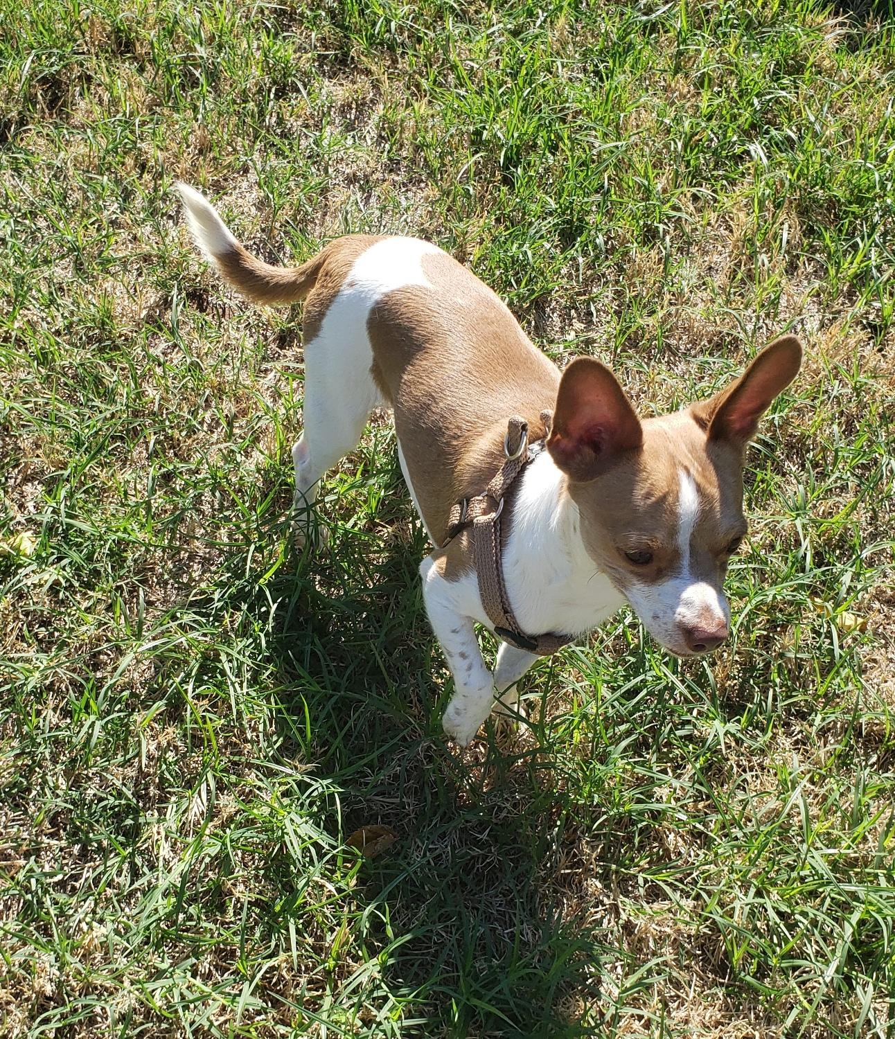 Enlarge Yoda, a Adoptable Chihuahua in Norman, OK image 2/5