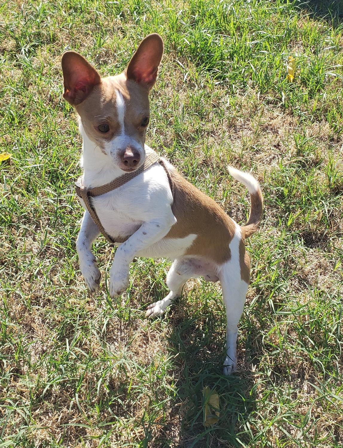Enlarge Yoda, a Adoptable Chihuahua in Norman, OK image 1/5