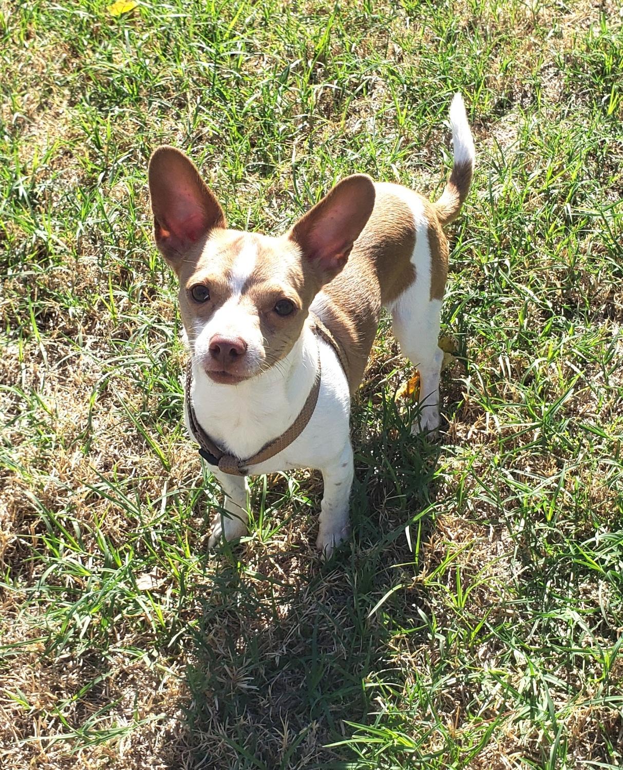 Enlarge Yoda, a Adoptable Chihuahua in Norman, OK image 3/5