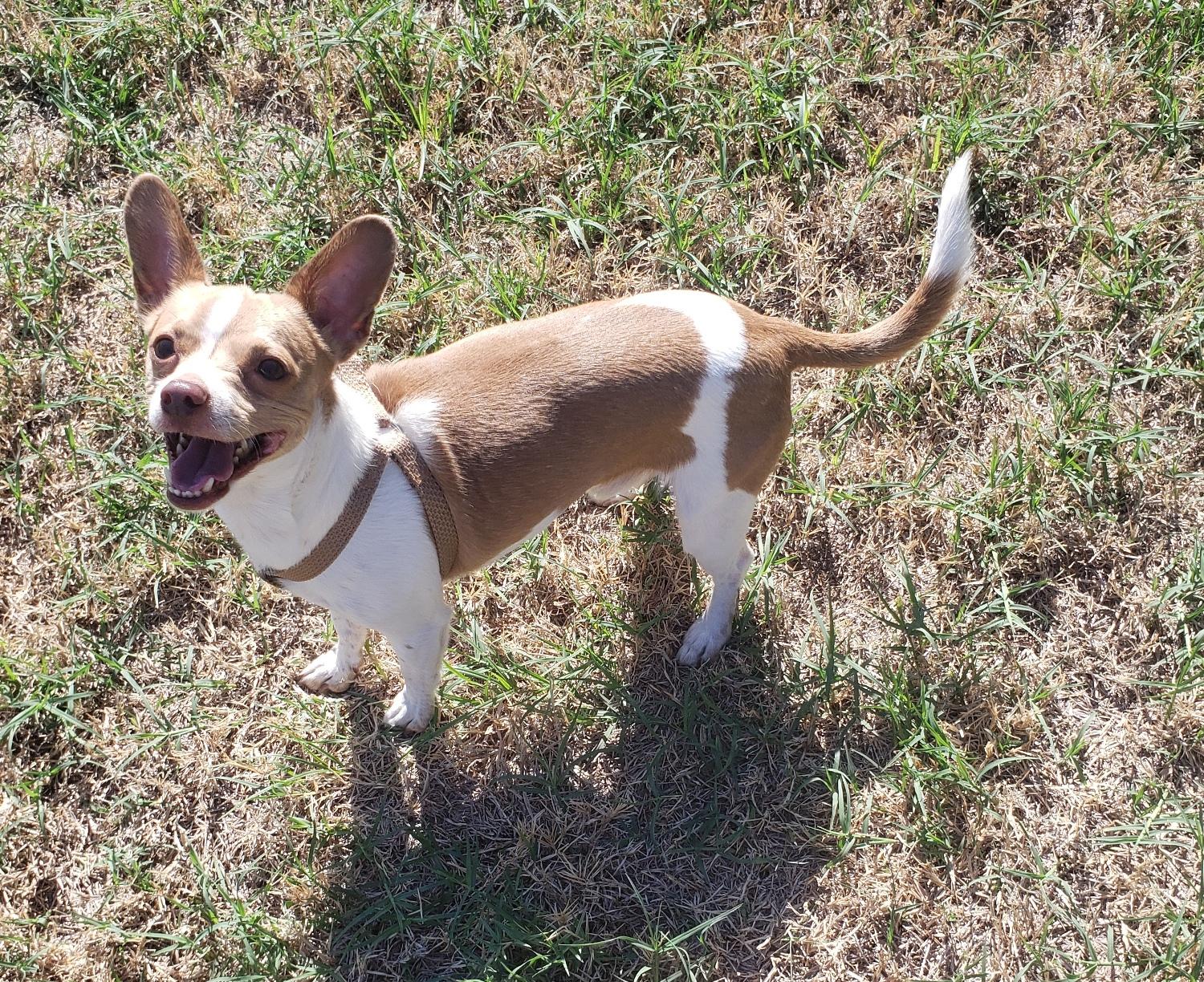 Enlarge Yoda, a Adoptable Chihuahua in Norman, OK image 4/5