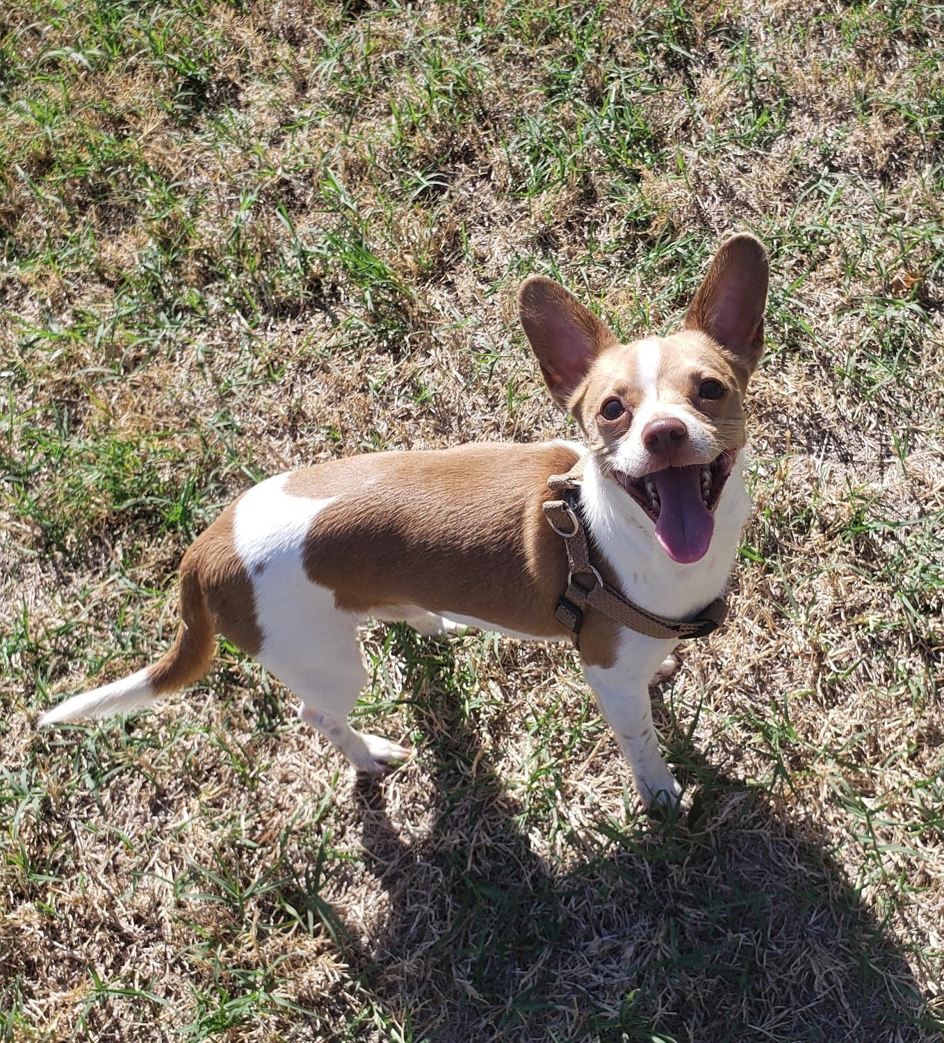 Enlarge Yoda, a Adoptable Chihuahua in Norman, OK image 5/5