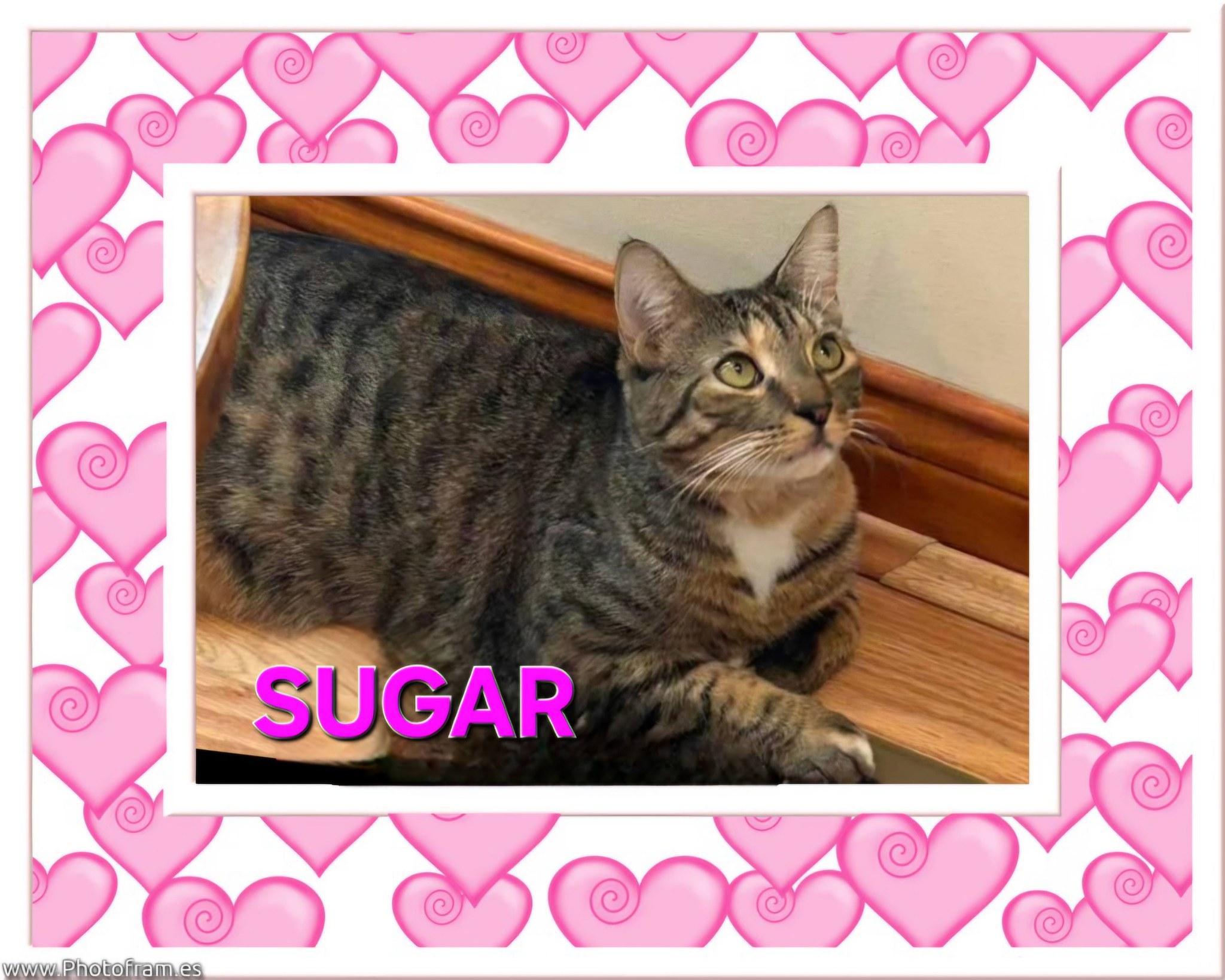 SUGAR - SWEET TABICO, a ADOPTABLE mixed breed in Taylor Mill, KY image 1/3