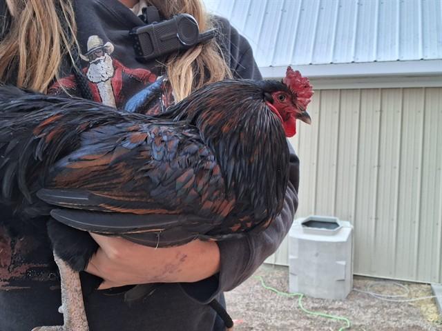 Enlarge SESAME, a Adoptable Chicken in Pueblo, CO image 1/1