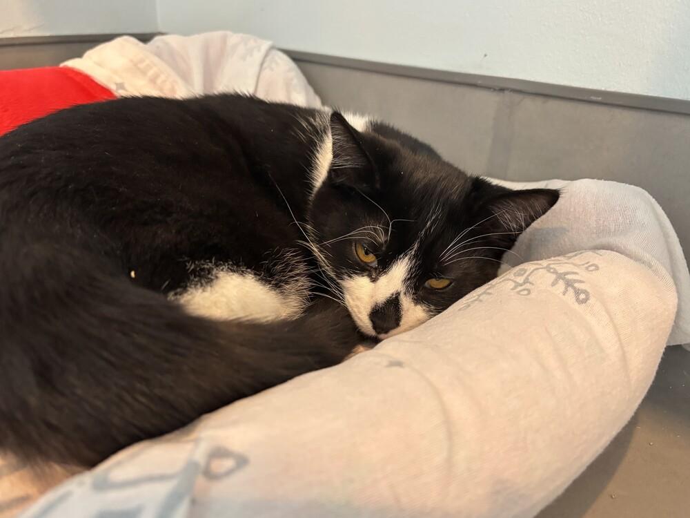 Casserole, Adoptable, Kitten Female Domestic Short Hair.