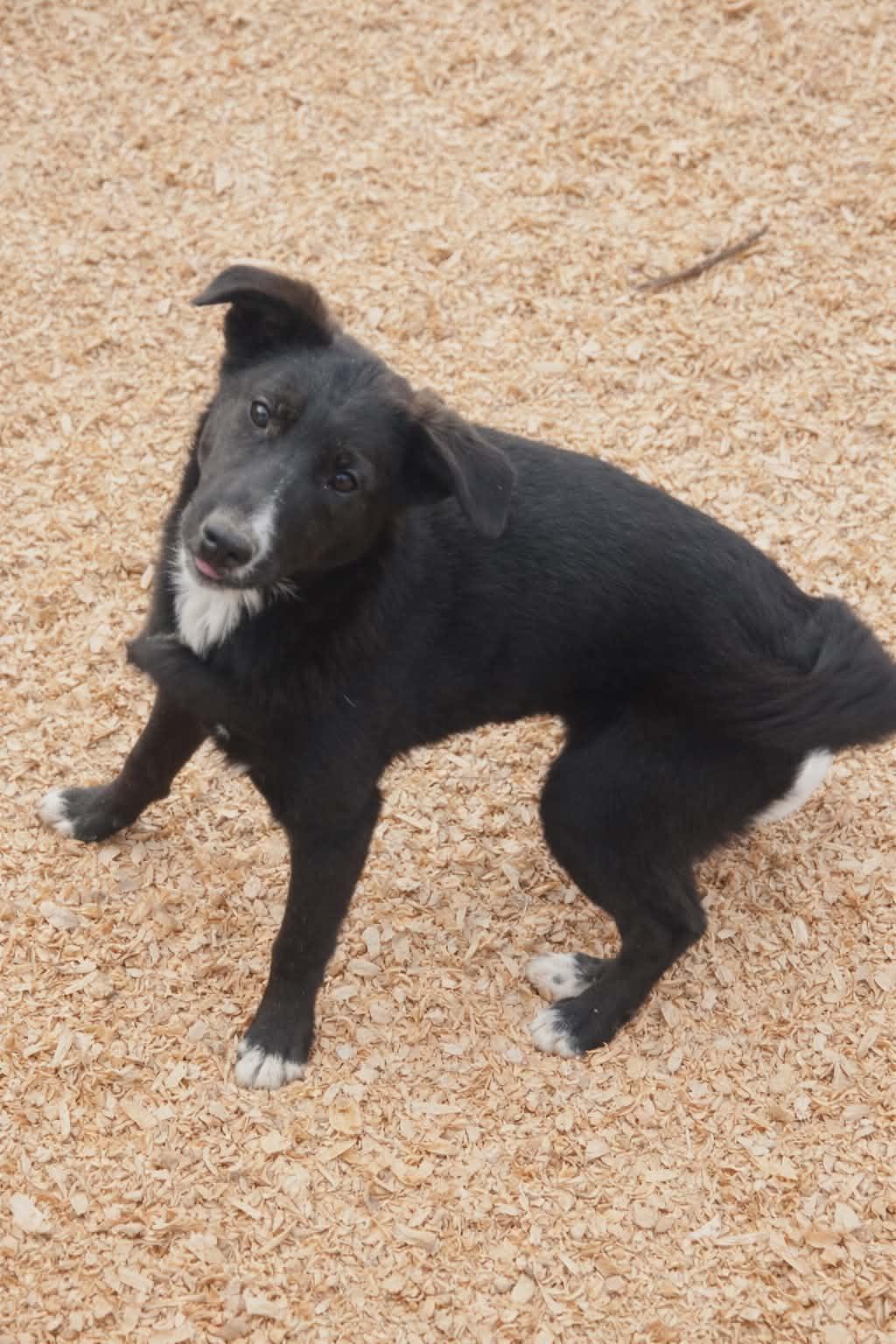 Aries Oliver, Adoptable, Young Male Border Collie & Feist.