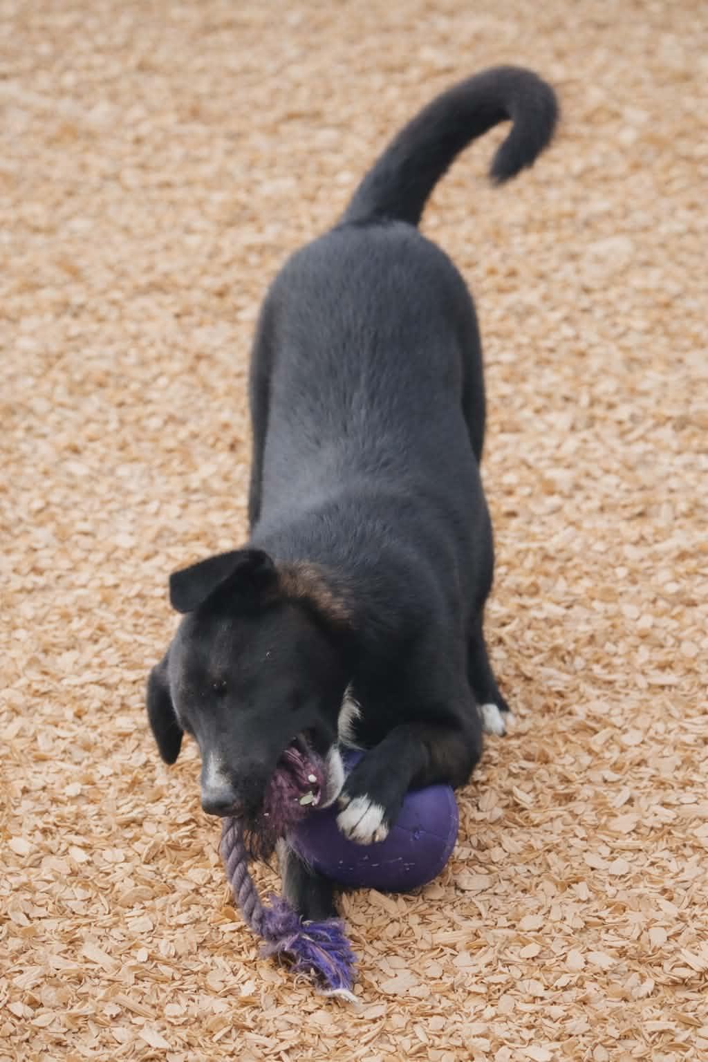 Enlarge Aries Oliver, a Adoptable mixed breed in East Dundee , IL image 2/2