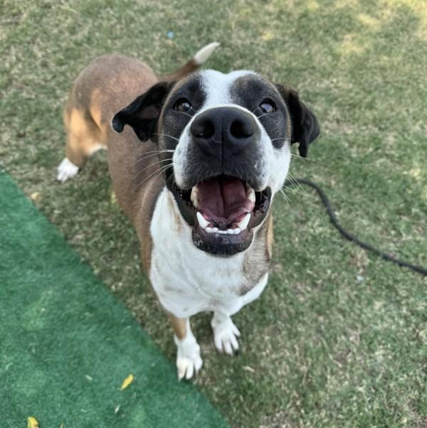 Enlarge Jasmine, a Adoptable mixed breed in Tulare, CA image 1/6