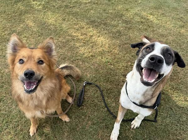 Enlarge Jasmine, a Adoptable mixed breed in Tulare, CA image 3/6