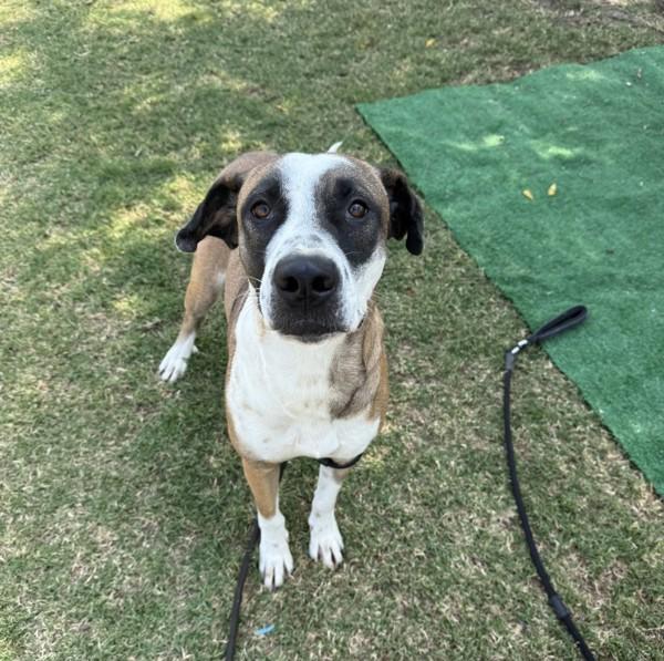 Enlarge Jasmine, a Adoptable mixed breed in Tulare, CA image 4/6