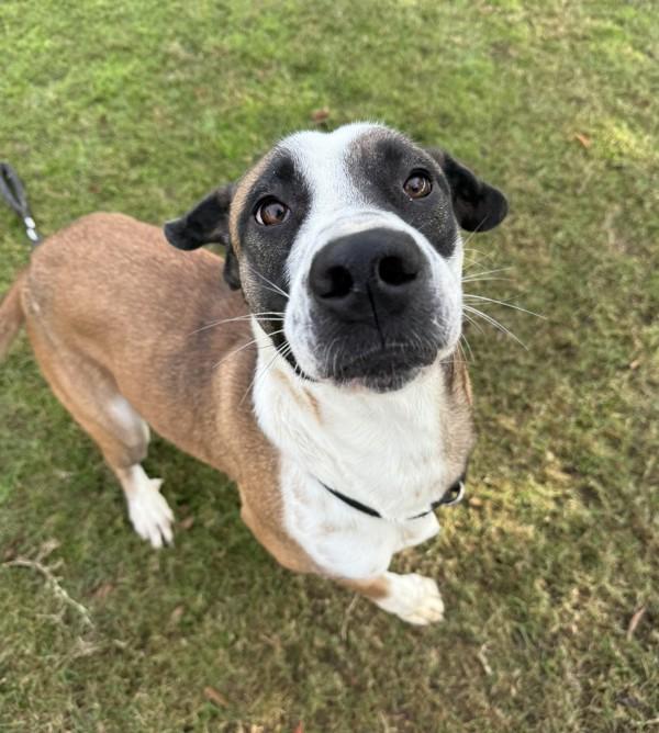 Enlarge Jasmine, a Adoptable mixed breed in Tulare, CA image 5/6