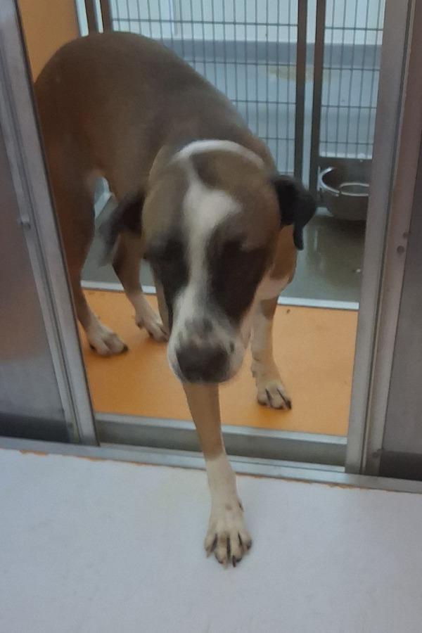 Enlarge Jasmine, a Adoptable mixed breed in Tulare, CA image 6/6