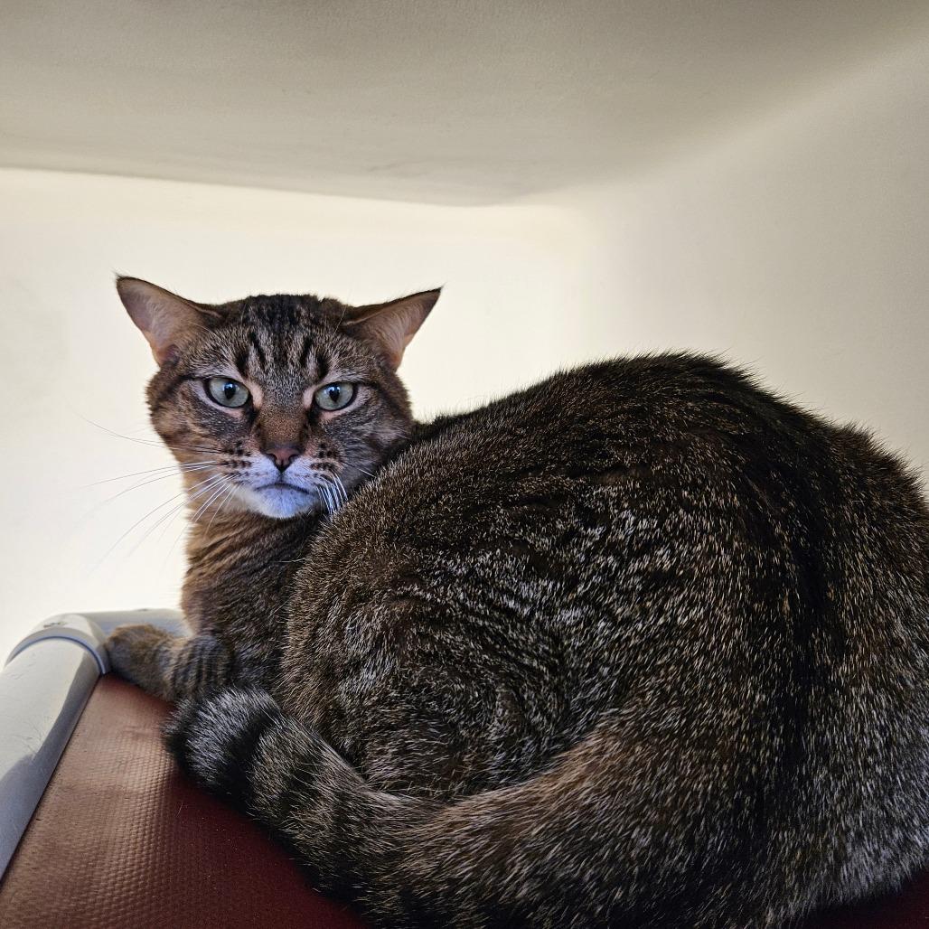 Nubia, Adoptable, Adult Female Domestic Short Hair.