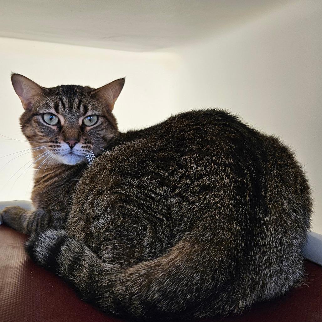 Enlarge Nubia, a Adoptable Domestic Short Hair in Harrisonburg, VA image 2/2