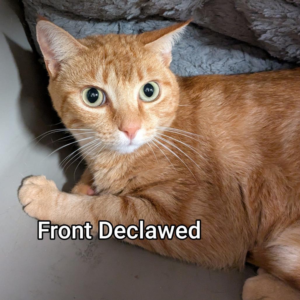 Enlarge Roberta, a Adoptable Domestic Short Hair in Huntsville, AR image 1/1