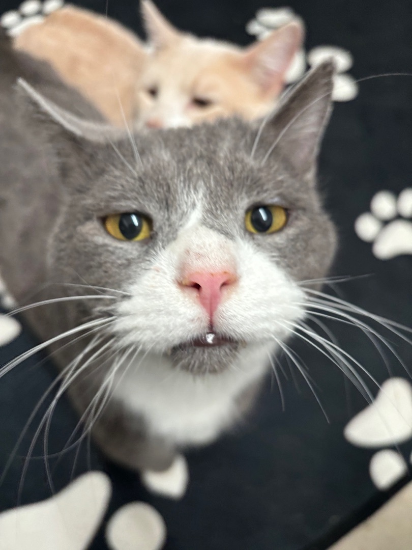 Ross (bonded with Gunther) 