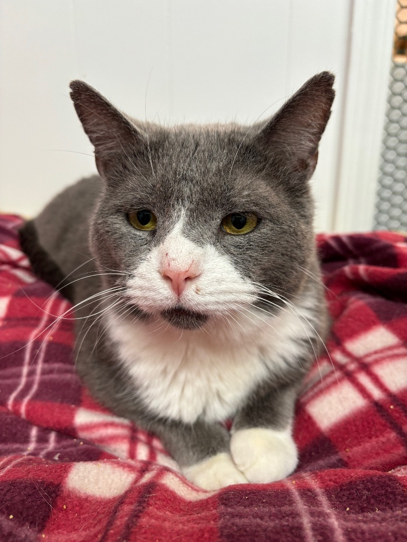 Ross (bonded with Gunther) , a Adoptable Domestic Short Hair in Newton, IL image 2/6