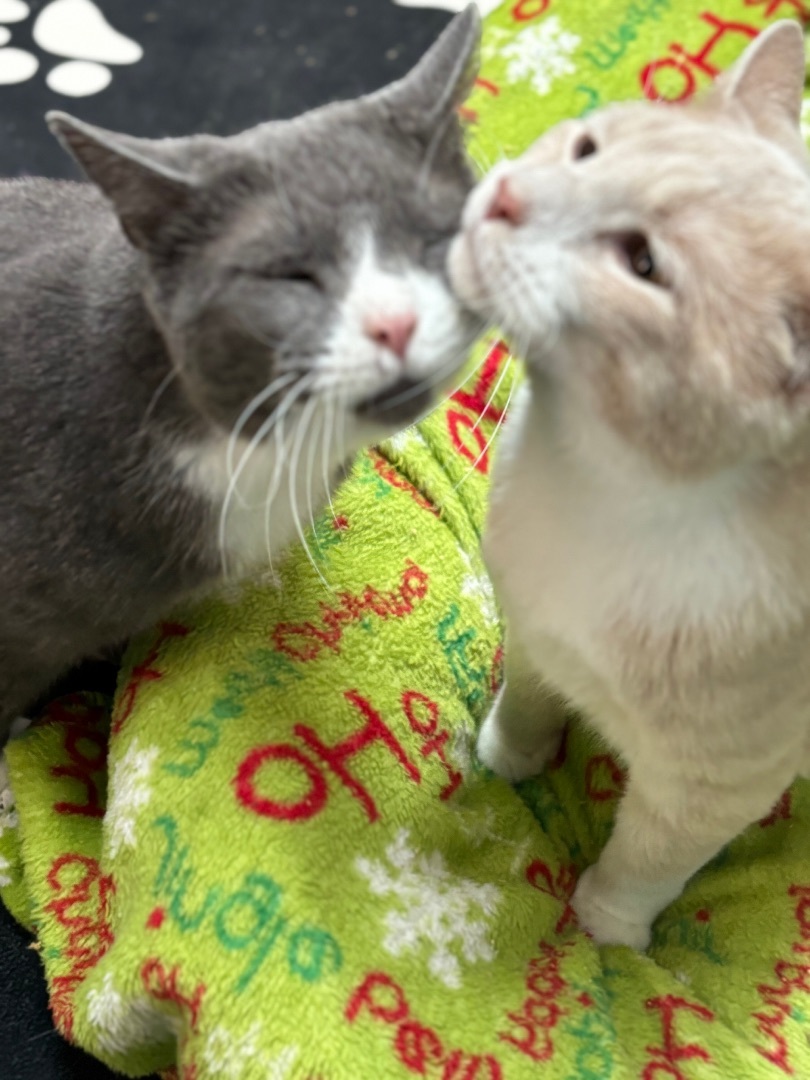 Ross (bonded with Gunther) 