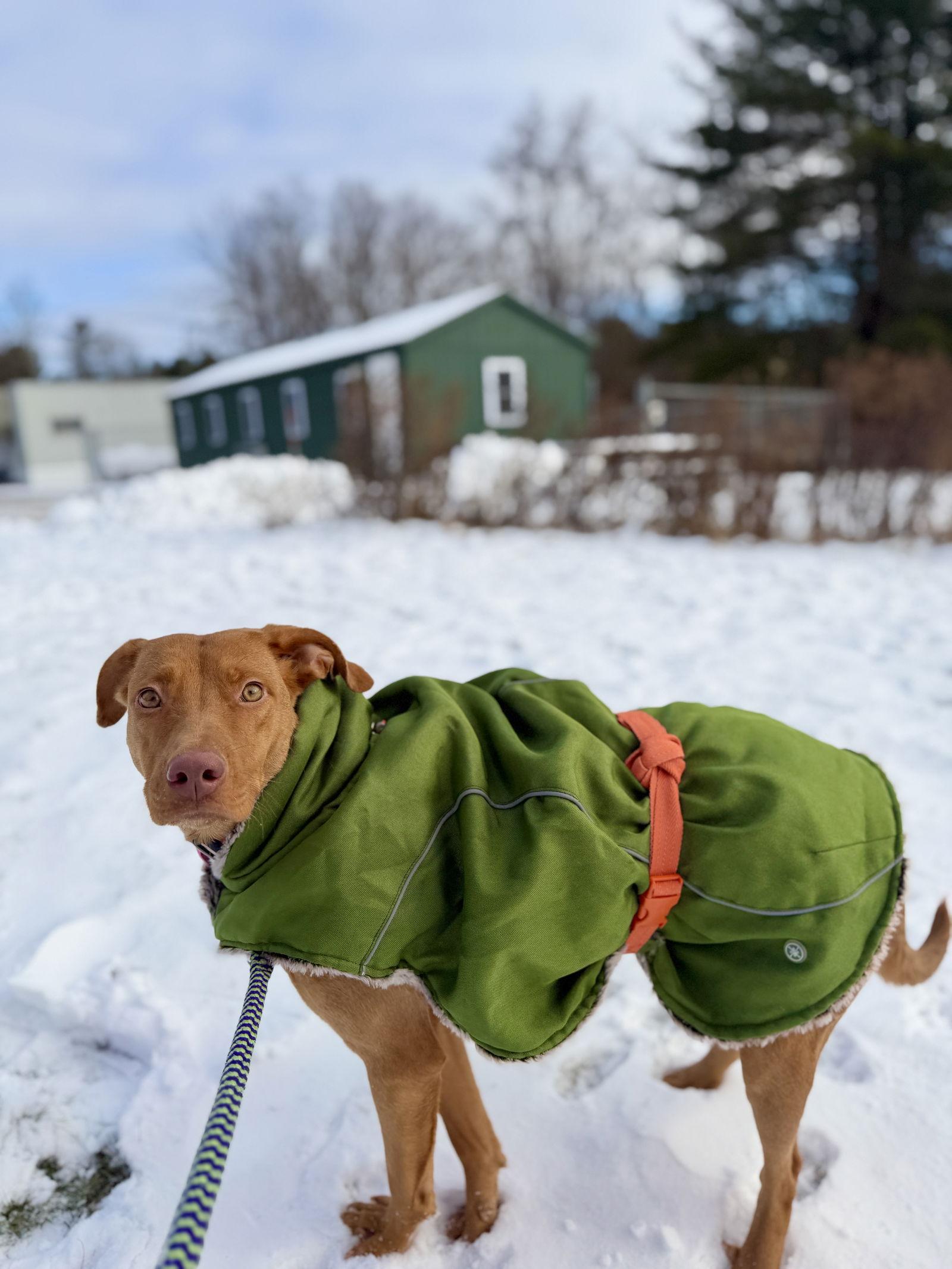Lady, a Adopted Vizsla in West Cornwall, CT image 1/3