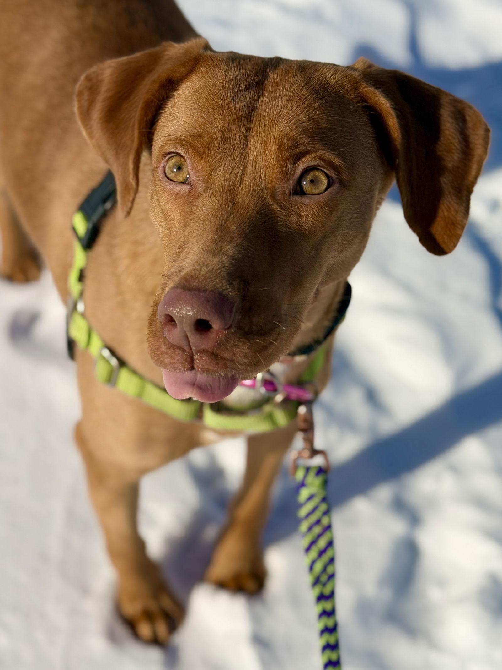 Lady, a Adopted Vizsla in West Cornwall, CT image 2/3