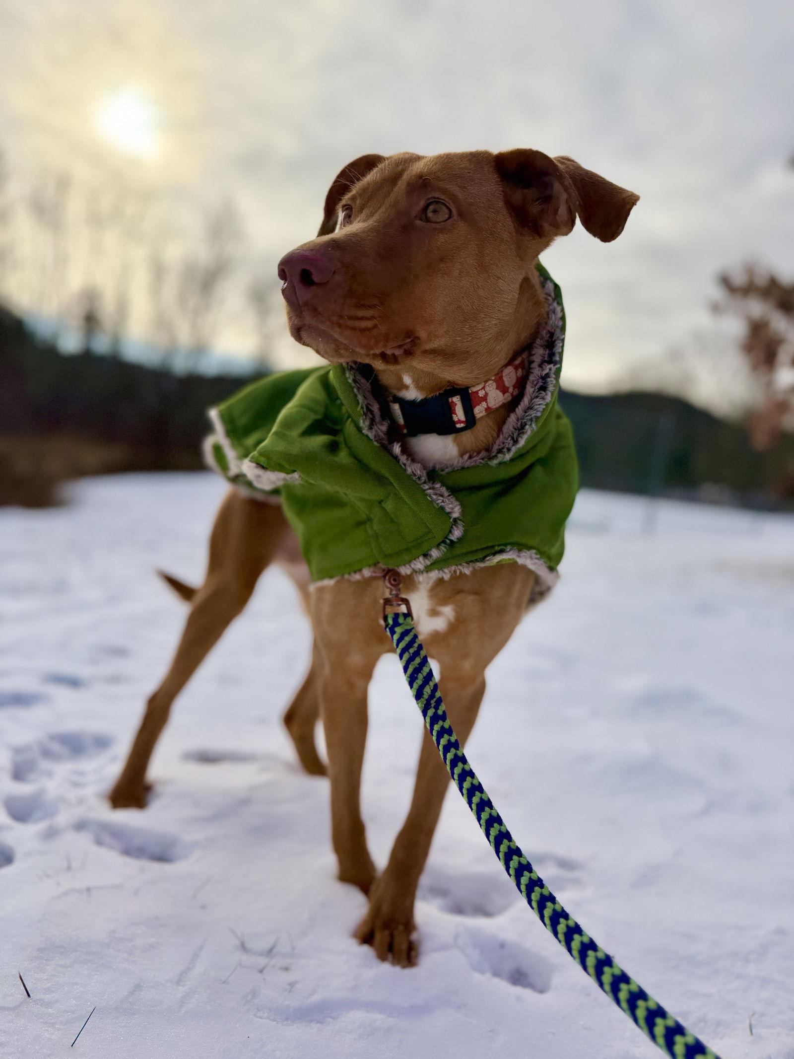 Lady, a Adopted Vizsla in West Cornwall, CT image 3/3