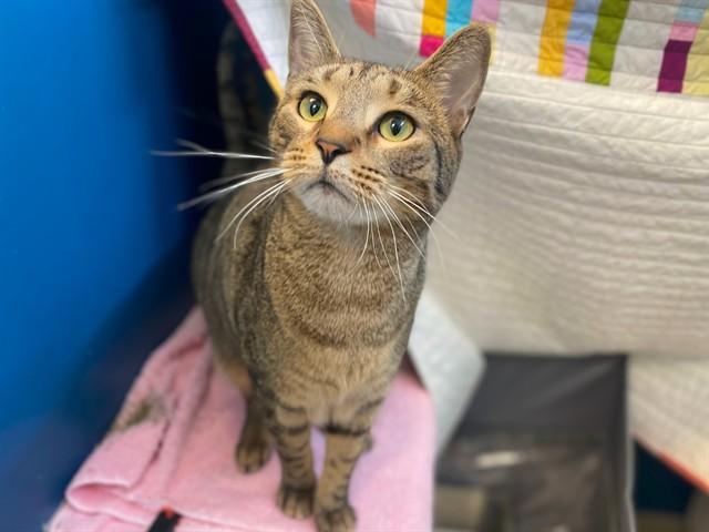 CASSANOVA, Adoptable, Young Male Domestic Short Hair.