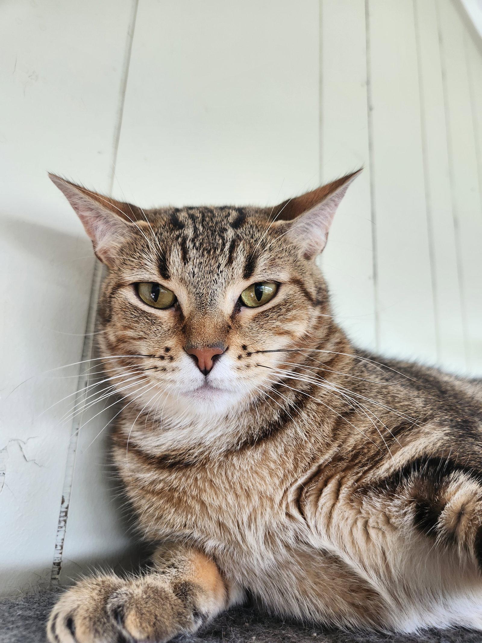 Charlotte, Adoptable, Adult Female Domestic Short Hair & Tabby.
