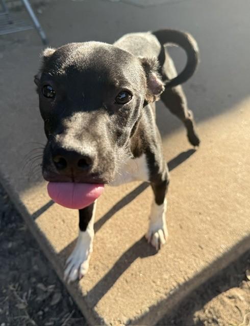 Enlarge PEPE, a Adopted mixed breed in fort worth, TX image 3/6