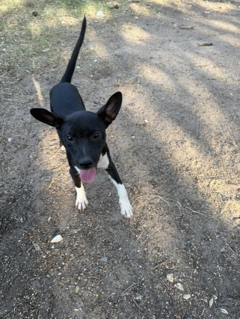 Enlarge PEPE, a Adopted mixed breed in fort worth, TX image 4/6
