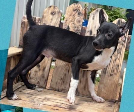 PEPE, Adopted, Puppy Male Italian Greyhound.