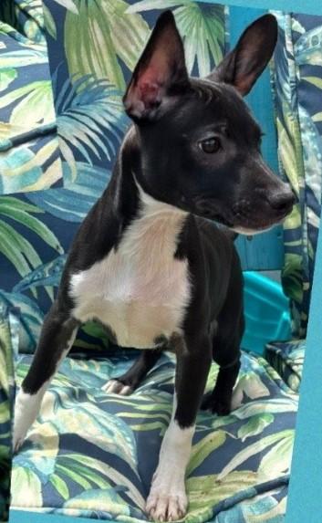 Enlarge PEPE, a Adopted mixed breed in fort worth, TX image 5/6