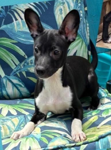 Enlarge PEPE, a Adopted mixed breed in fort worth, TX image 2/6