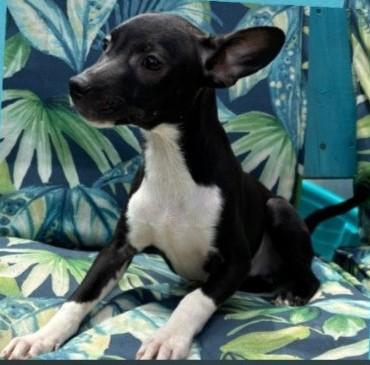 Enlarge PEPE, a Adopted mixed breed in fort worth, TX image 6/6