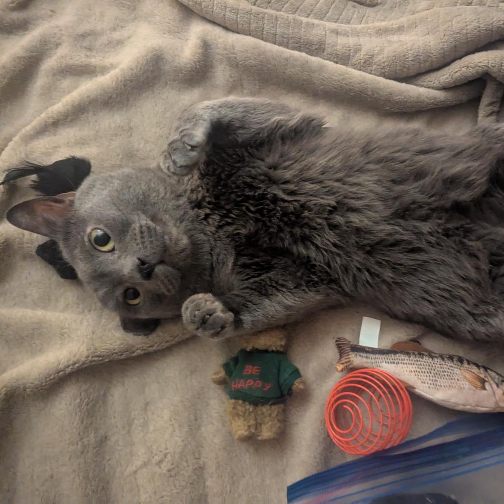Keblex, Adoptable, Senior Male Domestic Short Hair.